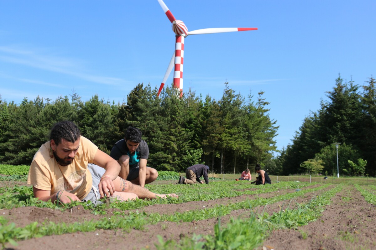 Volunteer in Denmark at the Tvind campus.