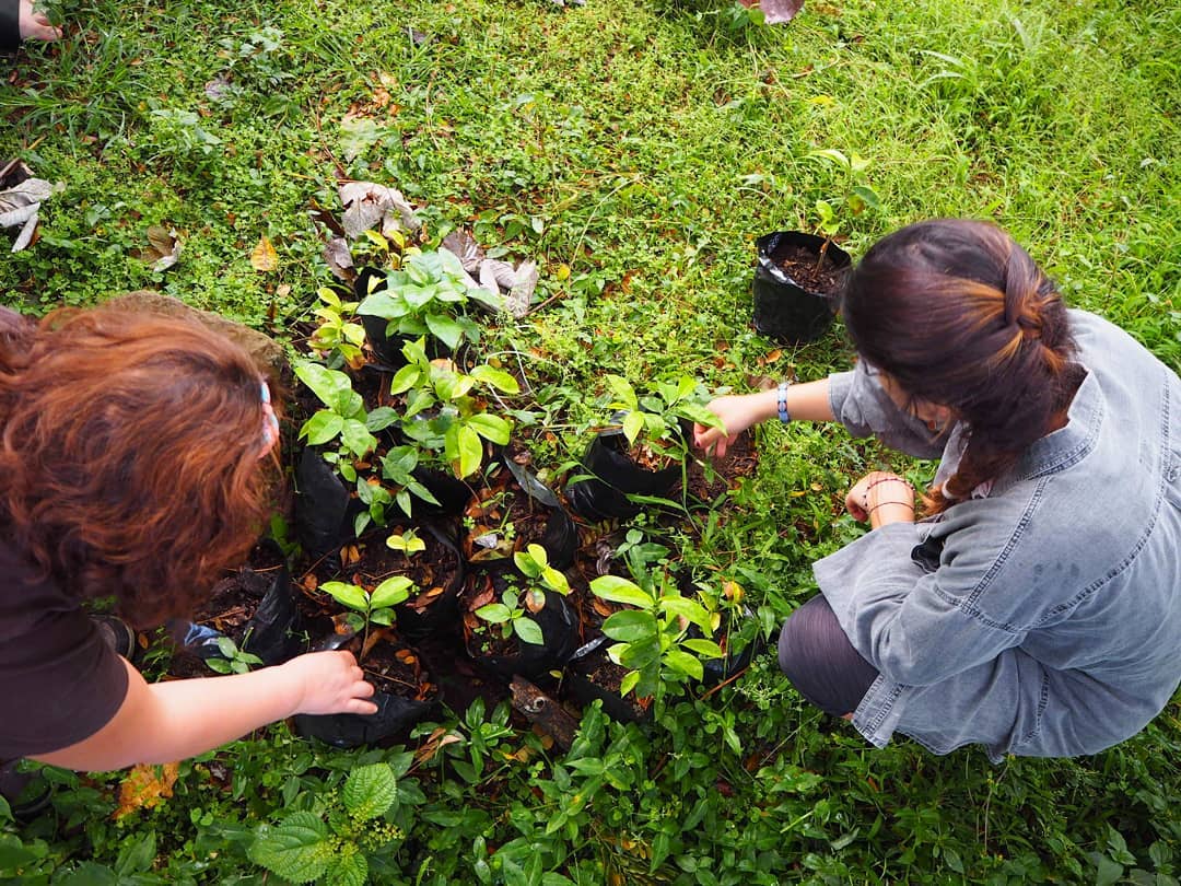 The images represent one of the efforts we practice at DNS to fight the Climate Crisis: school gardening and reconnection with Nature. 