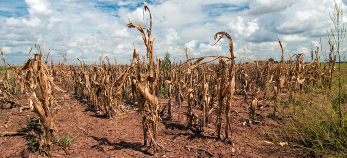 Droughts are a consequence of climate change. This makes food production in certain areas much harder.